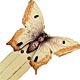 This bookmark was made in the US by an unknown manufacturer. It is made of celluloid and is in the shape of a butterfly.