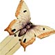 This bookmark was made in the US by an unknown manufacturer. It is made of celluloid and is in the shape of a butterfly.
